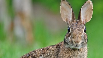 Eastern Cottontail Rabbit, North America