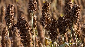 Agriculture in the Fertile Crescent & Mesopotamia